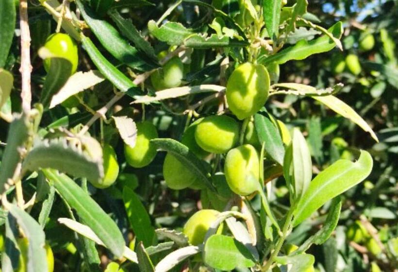 استودیو استاندارد با تخت کینگ, Le Zagare Di Vendicari