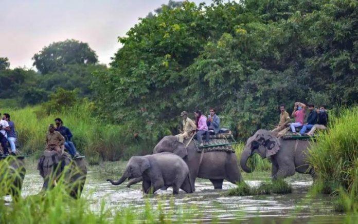 带大床的豪华间, Kohua Bon   Kaziranga