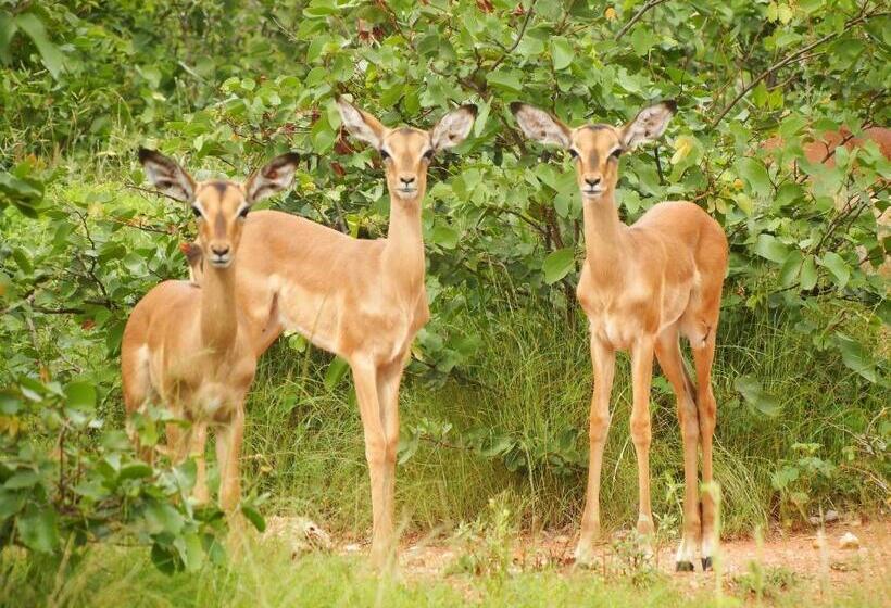 Семейный Номер, Tamanini Timbavati Lodge