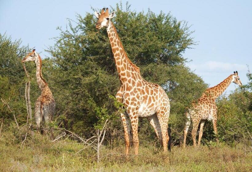 Семейный Номер, Tamanini Timbavati Lodge