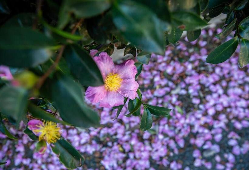 스탠다드 스튜디오 (전망), Vivere Retreat