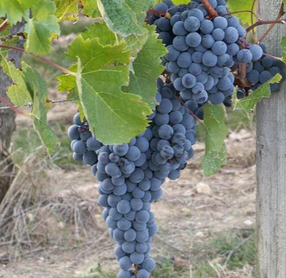 Номер Стандарт, Les Raisins Du Bonheur