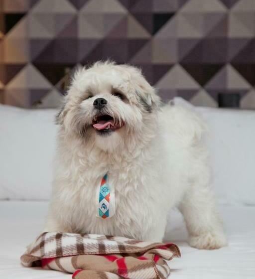 غرفة قياسية, NH Curitiba The Five