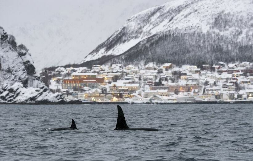 اتاق استاندارد یک نفره, L Maritim Skjervoy