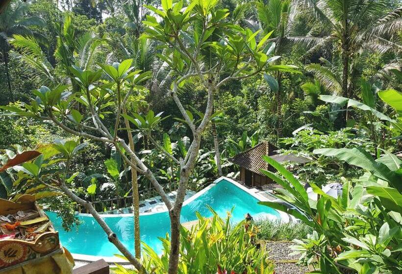디럭스 스튜디오, Song Broek Bali