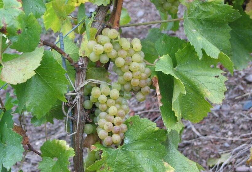 Апартаменты 2 Спальни с Балконом, Weingut Goeres