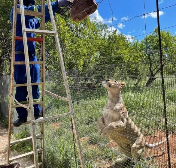 Номер Deluxe, Simba Safaris African Pride Exotic Lodge