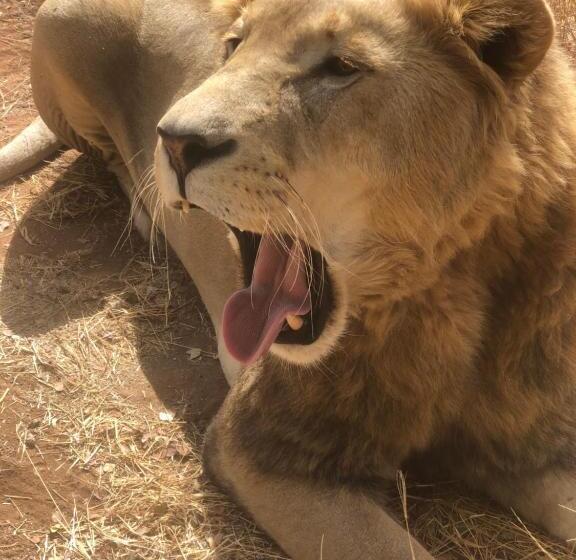 Номер Стандарт с Террасой, Simba Safaris African Pride Exotic Lodge