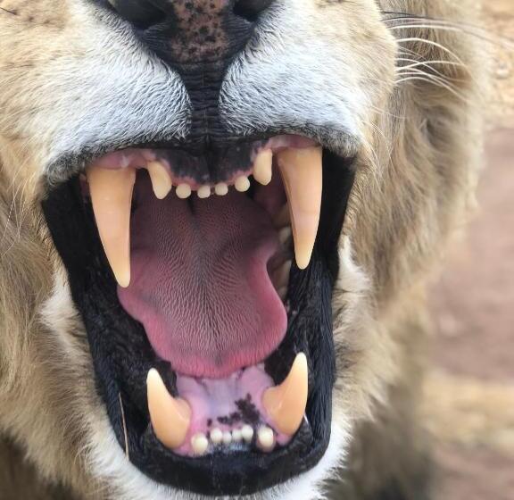 اتاق استاندارد با چشم‌انداز باغ, Simba Safaris African Pride Exotic Lodge