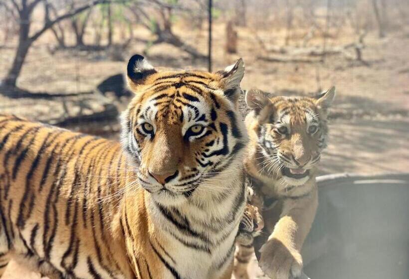Шале Superior 1 Спальня, Simba Safaris African Pride Exotic Lodge