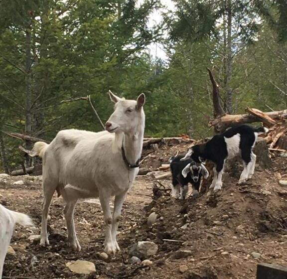 小室, Maple Heart Ranch