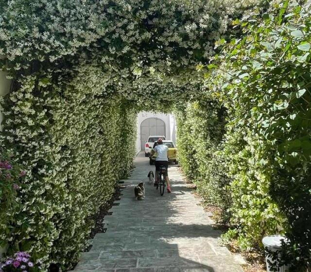 سوییت با استخر, Bartago Luxury House