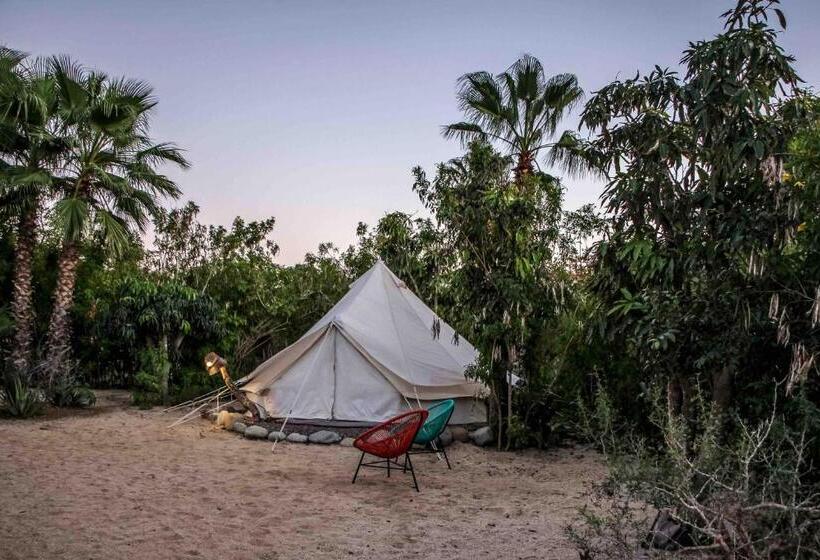 ガーデンビュースタンダードルーム, Todos Santos Hostel Super Fast And Stable Satellite Wifi