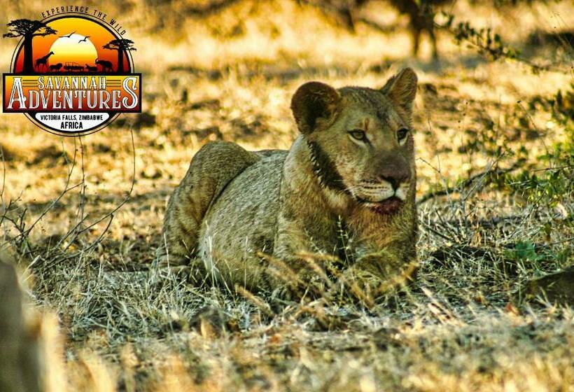 اتاق استاندارد چهار تخته, Room In Villa   Zambezi Family Lodge   Elephant Room