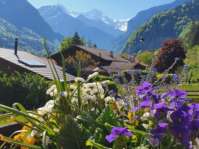 Номер Basic, Chalet Gafri   Bnb   Frühstückspension Und Gastfreuncschaft