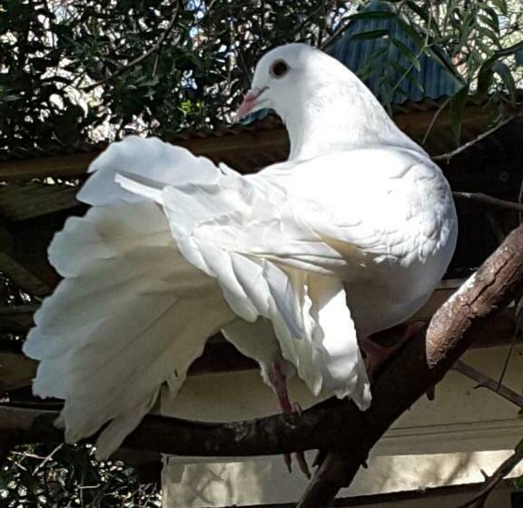 스탠다드 스튜디오, The Dove Cote