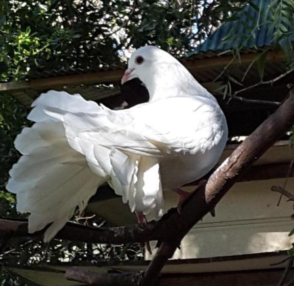 침실 2개 주택, The Dove Cote