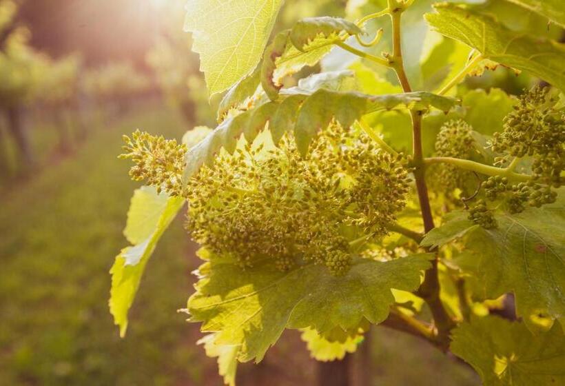 اتاق استاندارد چهار تخته, Fattoria Le Vegre