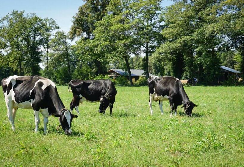 چادر با خدمات رفاهی استاندارد, Landrijk De Reesprong Boerderij