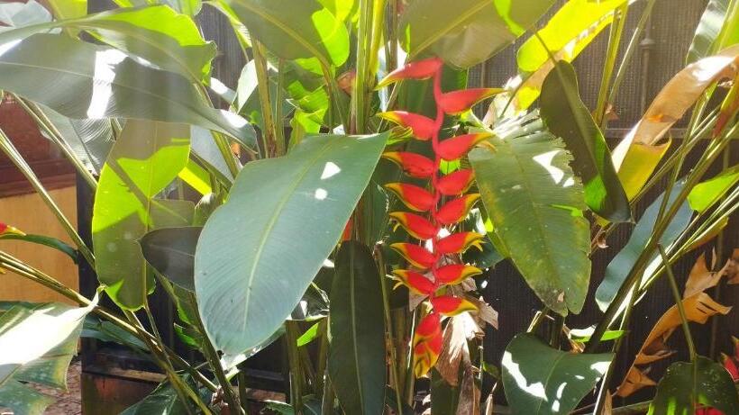 Семейный Номер, Maguey