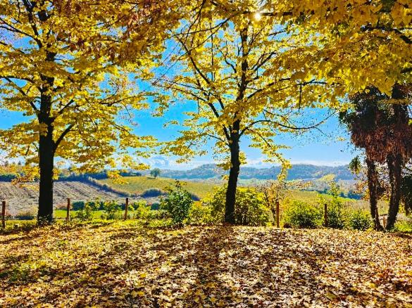标准间, Monfrà   Ospitalità Rurale, Vigneti E Cantina