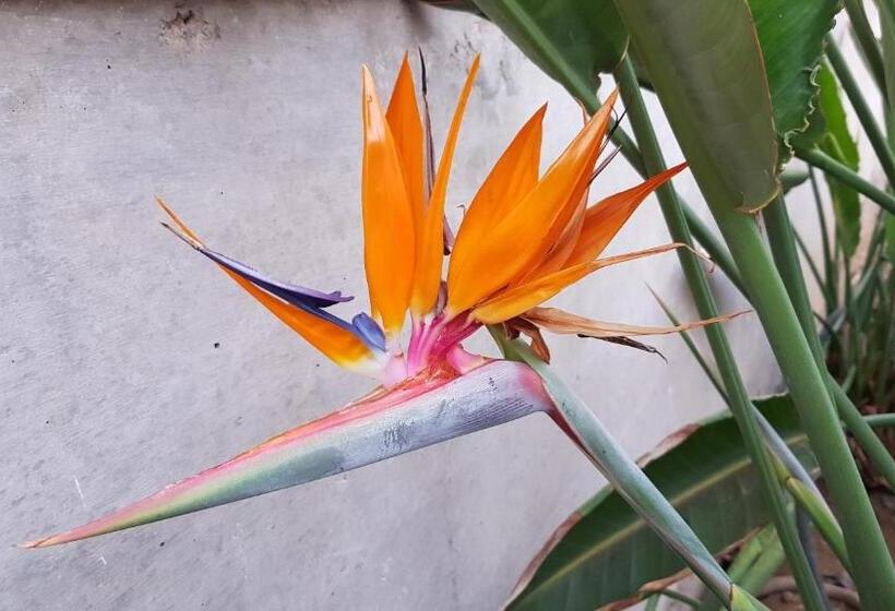 Апартаменты 1 Спальня Вид на Море, Strelitzia Park