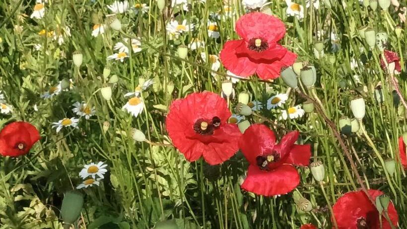 Номер Стандарт Вид на Горы, Au Jardin De La Maison Des Soeurs