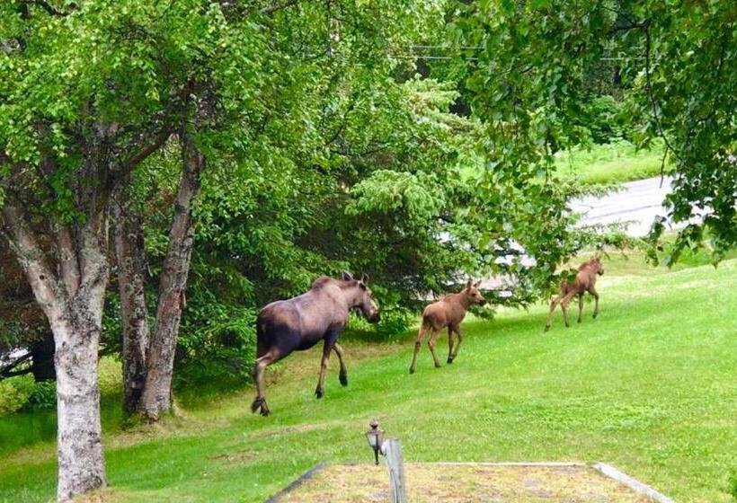 Люкс Вид на Горы, Alaska Halcyon Heights Inn