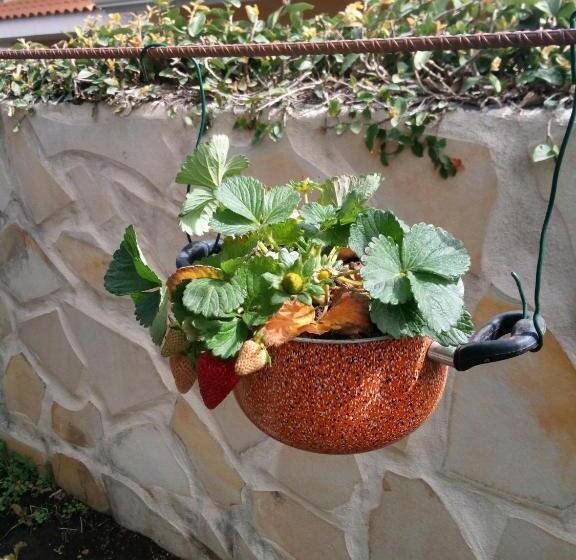 اتاق استاندارد, L Agrifoglio Dell Etna