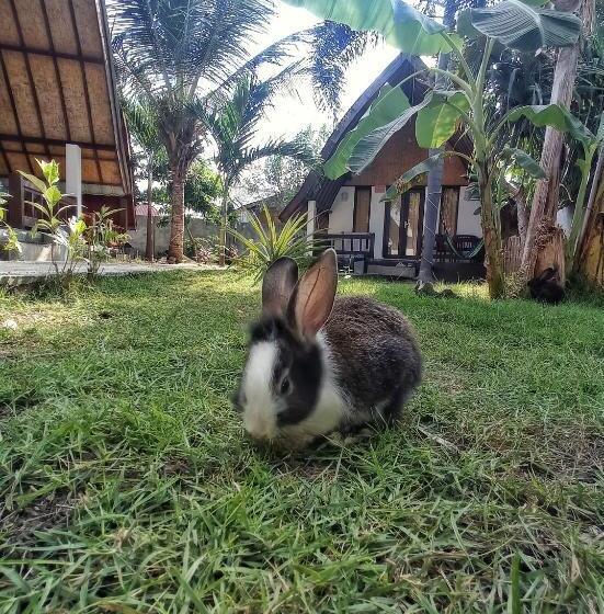 بانگلوی استاندارد, Follow The Rabbit Bungalow