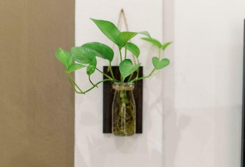 اتاق لوکس, Loop Homestay