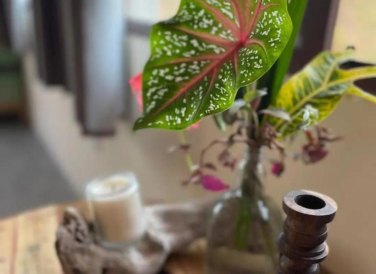 스탠다드 룸, Four Trees Jungle Lodge