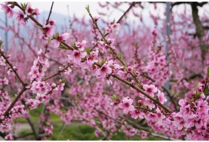 استودیوی استاندارد, Isawa Onsen Hotel Kakyo   Vacation Stay 90651v