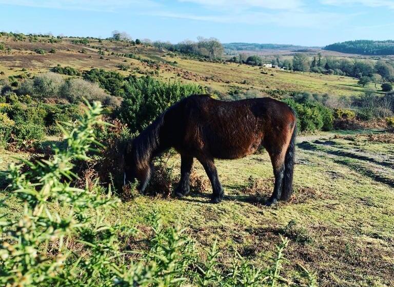 اتاق لوکس, Belle Vue Farm B&b