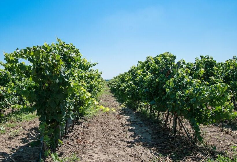 اتاق استاندارد سه نفره, Masseria Mazzetta Salento Corte Del Falconiere B&b