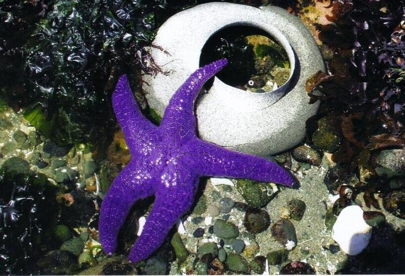 חדר סטודיו סטנדרד, Qualicum Breeze Beach Resort