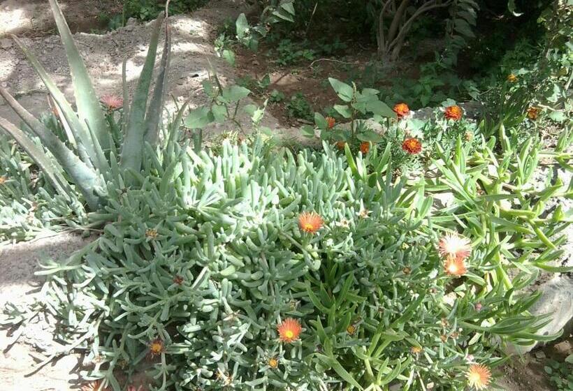 سوییت, Villa Morabeza Guest House