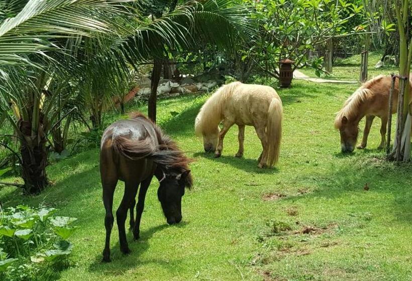 سوئیت با تخت بزرگ, Denen Resort&minizoo