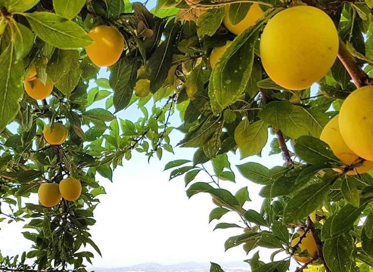 خانه 1 خوابه, Casa Vacanza Villa Lesto