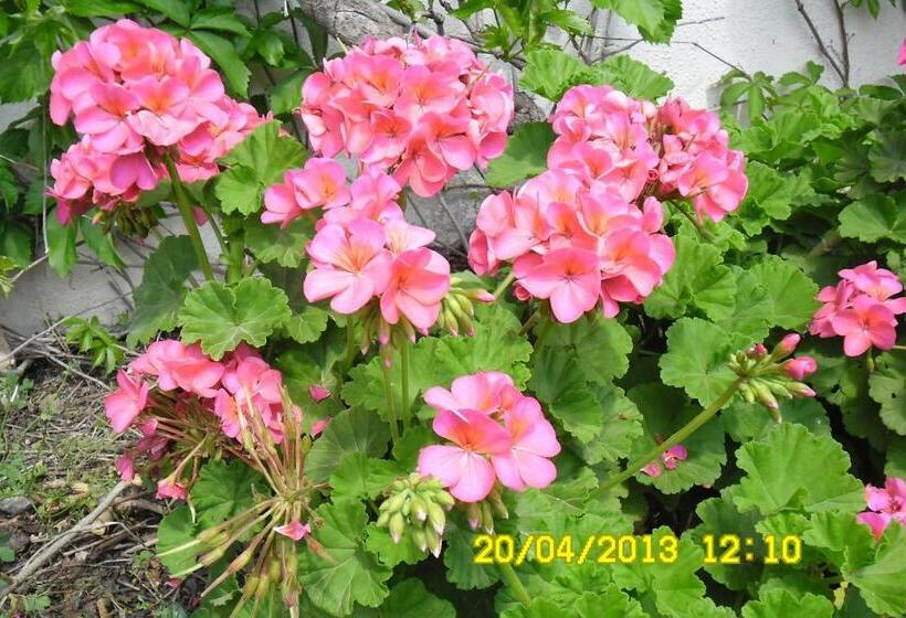 بنگله خانوادگی, Cesur Pansiyon