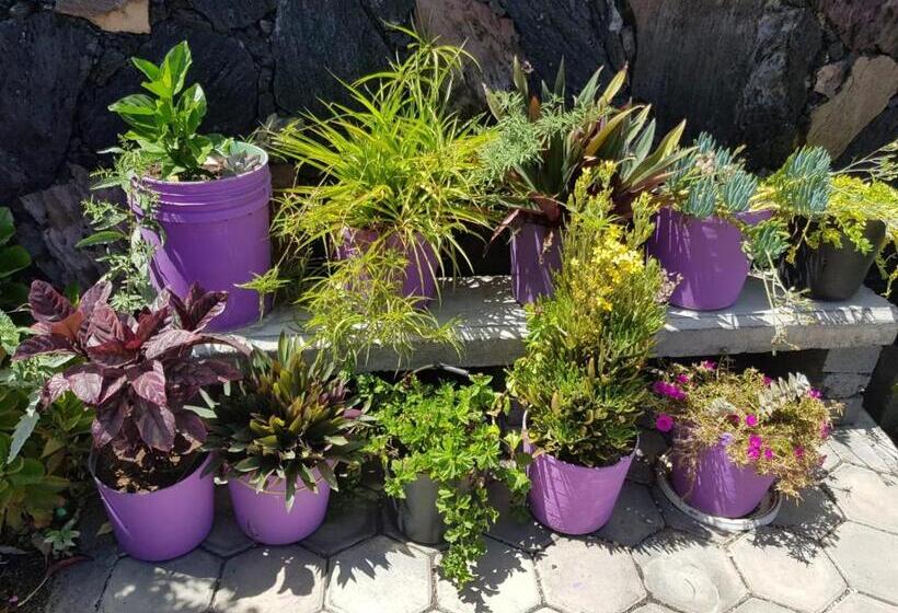 اتاق عادی, Ciza E Rose