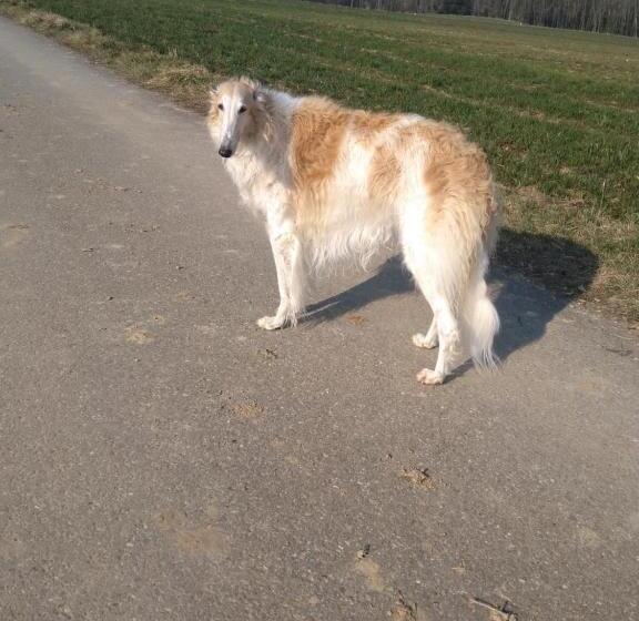 1 Bedroom Apartment Lake View, Swiss Borzoi House