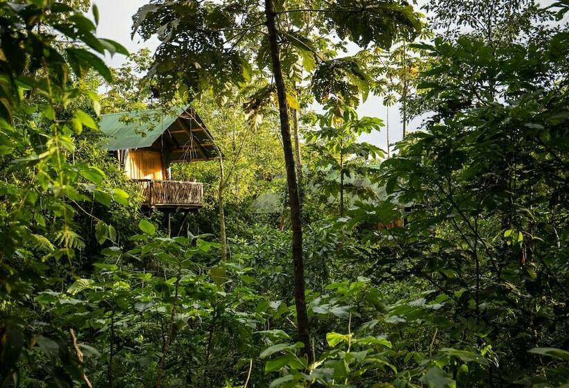 Basic Tent, La Tigra Rainforest Lodge