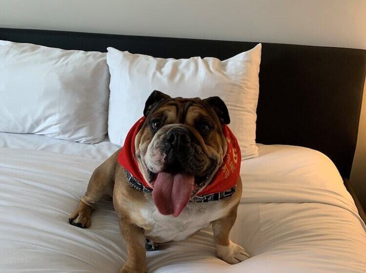 豪华房间, Downtown Grand Hotel & Casino