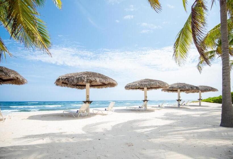استودیو استاندارد با تخت کینگ, Le Soleil D Or