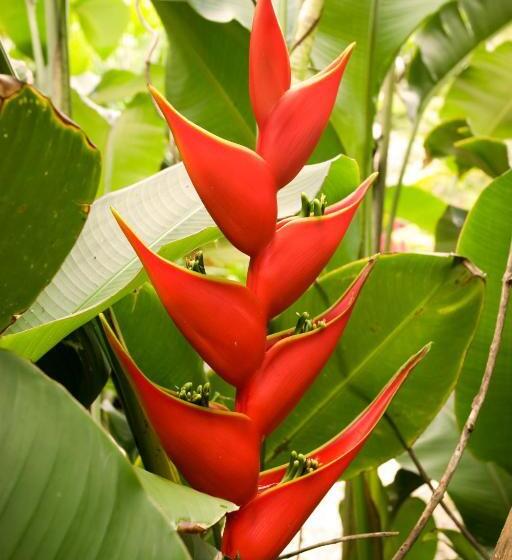 استودیوی استاندارد, Tropico Latino