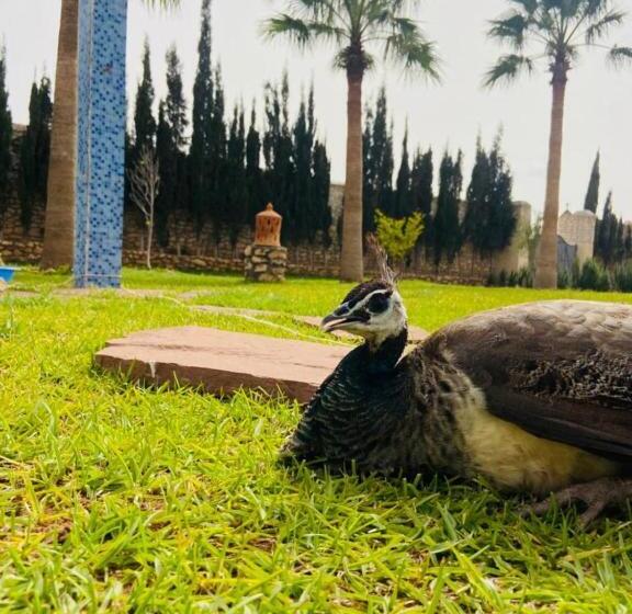 标准三人间, Dar Ayman Essaouira