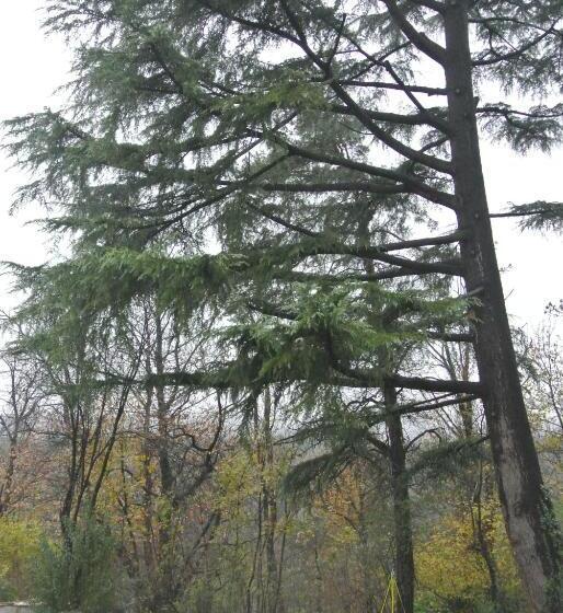 اتاق خانوادگی, Campagnoli