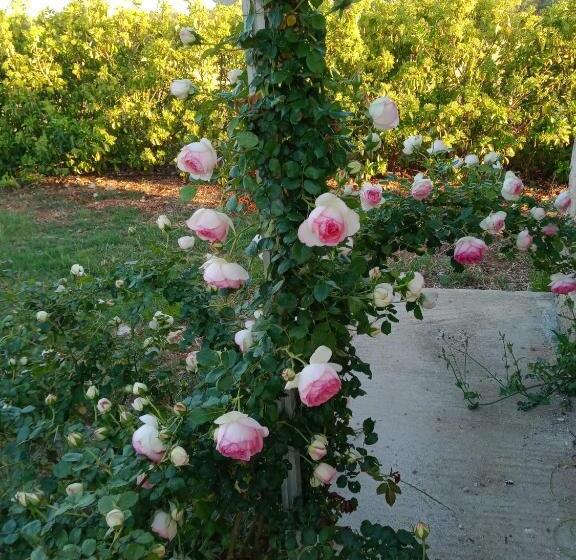 غرفة قياسية ثلاثية, Il Giardino Dei Tramonti