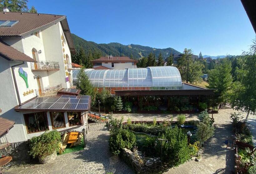 سوییت خانوادگی, Pensiunea Crocus   Sauna & Billiard